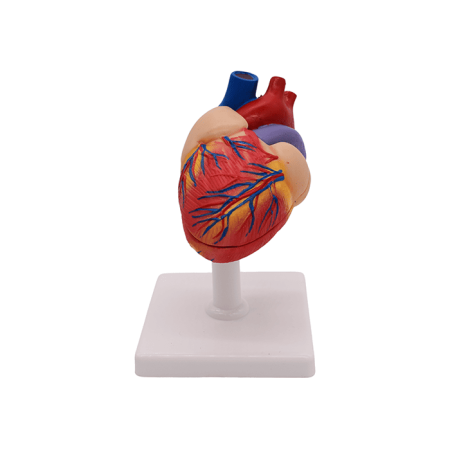 Набор моделей «Сердце позвоночных» (7 моделей)